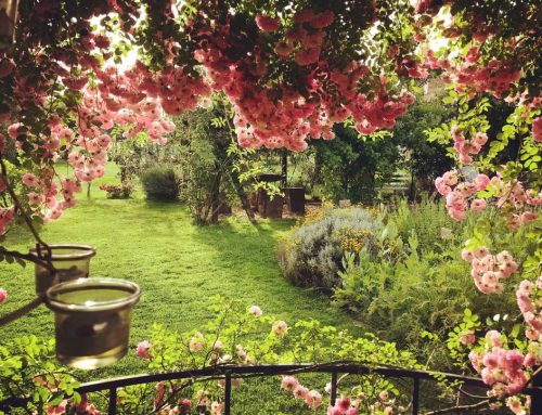 Profumi e sapori del giardino Officinale